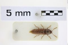 Foto (Dorsalansicht) von Glyphonyx ferrugineus (NHMW-ZOO-COL-0008491)